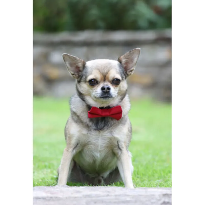 Digby and Fox Bow Tie Red