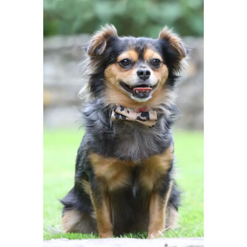 Digby and Fox Bow Tie LEOPARD PRINT