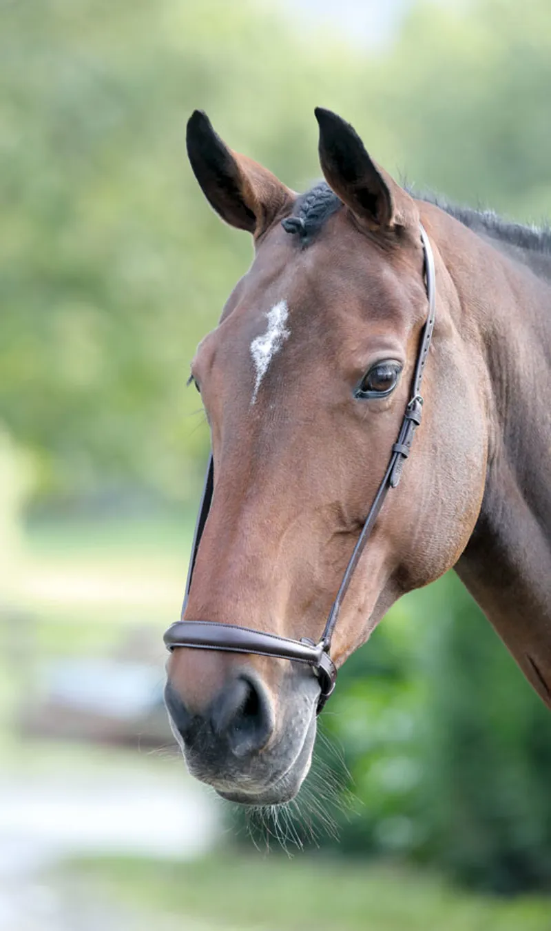 Velociti GARA Drop Noseband HAVANA