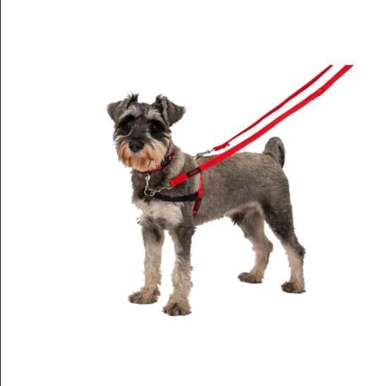 CoA Halti Training Lead Red