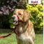 Coa Halti Headcollar Red