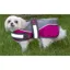 Animate Reflective Padded Nylon Dog Coat Raspberry