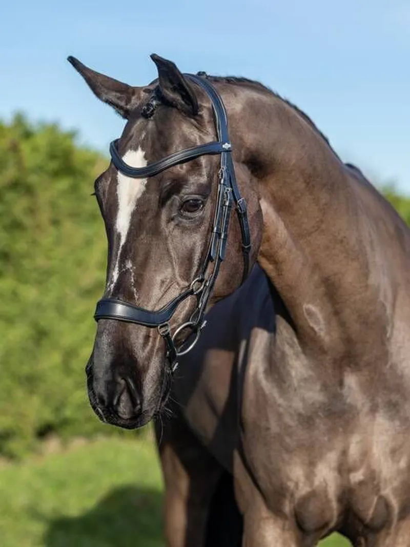 LeMieux Arika Drop Bridle Black-1
