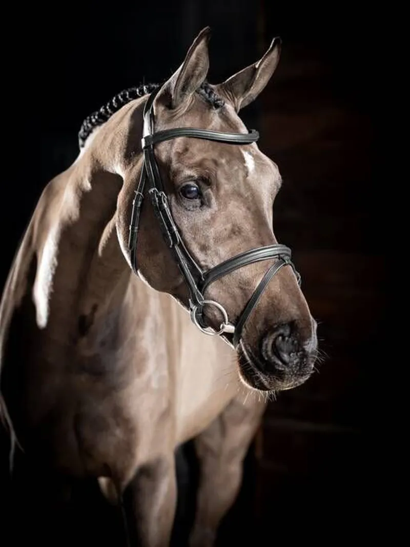 LeMieux Arika Flash Bridle Black