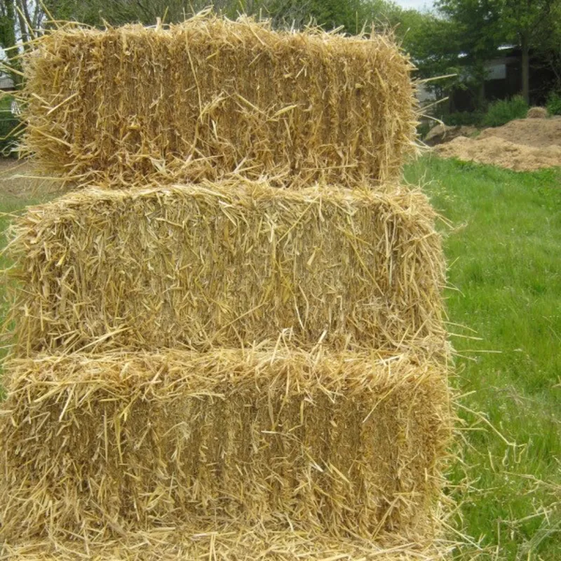 Barley Straw Bale