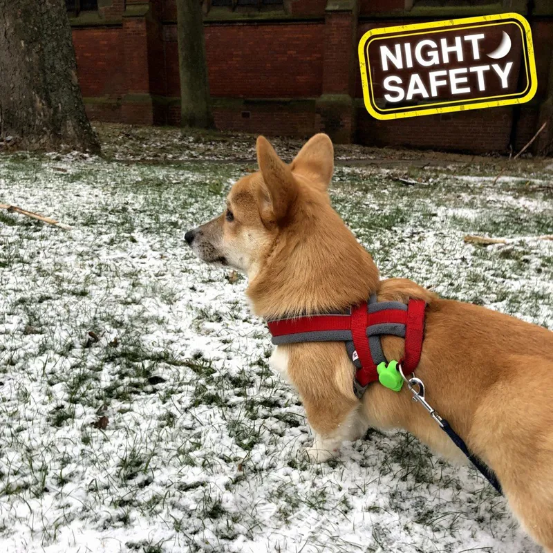 Ancol High Visibility Blinker - Green-2