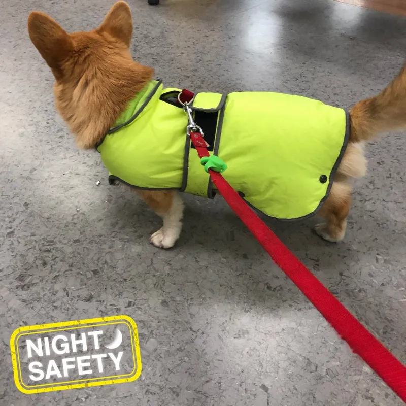 Ancol High Visibility Blinker - Green-3