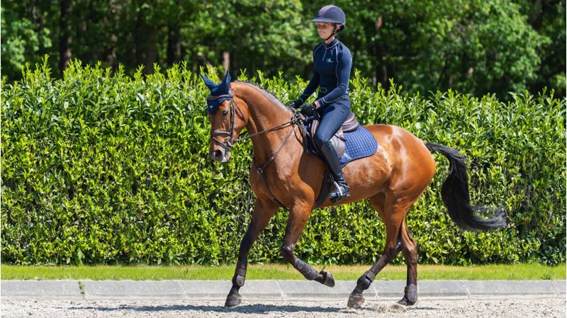 LeMieux Suede Close Contact Pad Navy-2