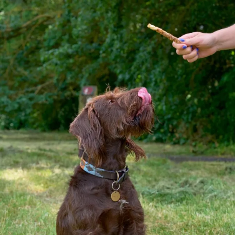 Bingham Farms Chicken Wrapped Rawhide Knot Bone Med 2pk 160g-1