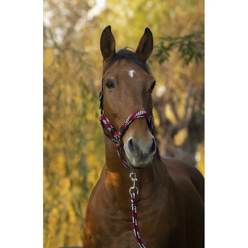 Norton TRESSÉ Headcollar and lead rope Fushia and Grey