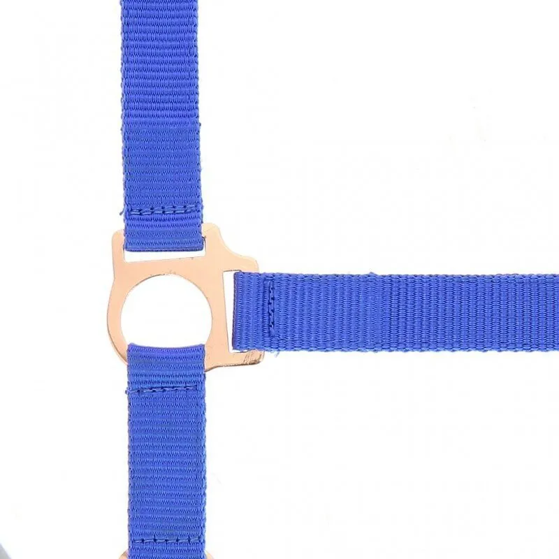 Norton Rose Gold Headcollar and lead rope Blue-1