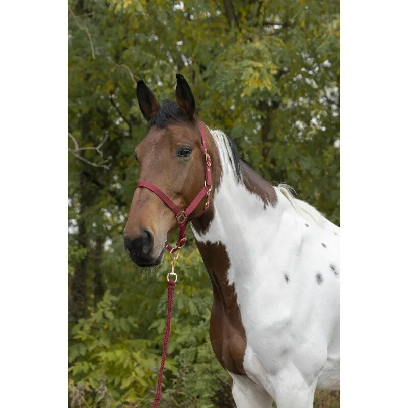 Norton Rose Gold Headcollar and lead rope Burgundy