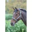 Topaz Nylon Headcollar Grey