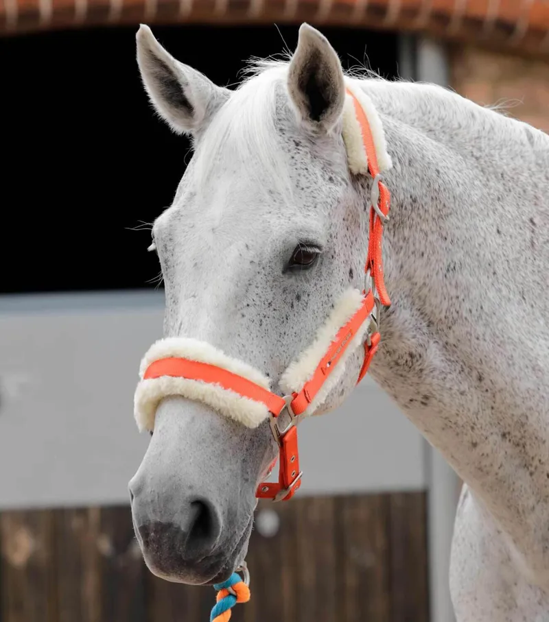 Premier Equine Techno Wool Lined Head Collar Orange Full 