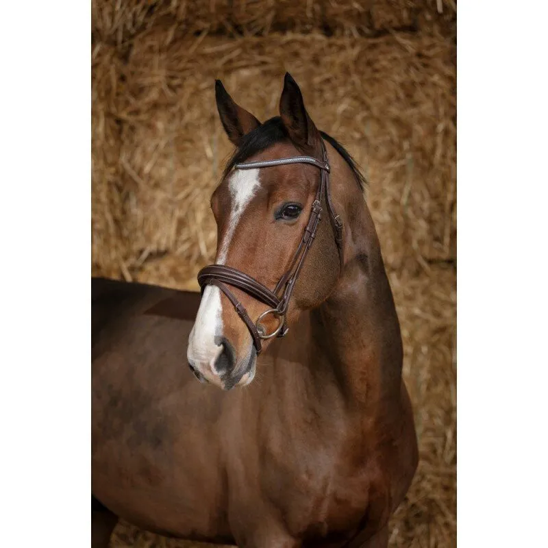 Norton Pro Diademe Bridle Havana