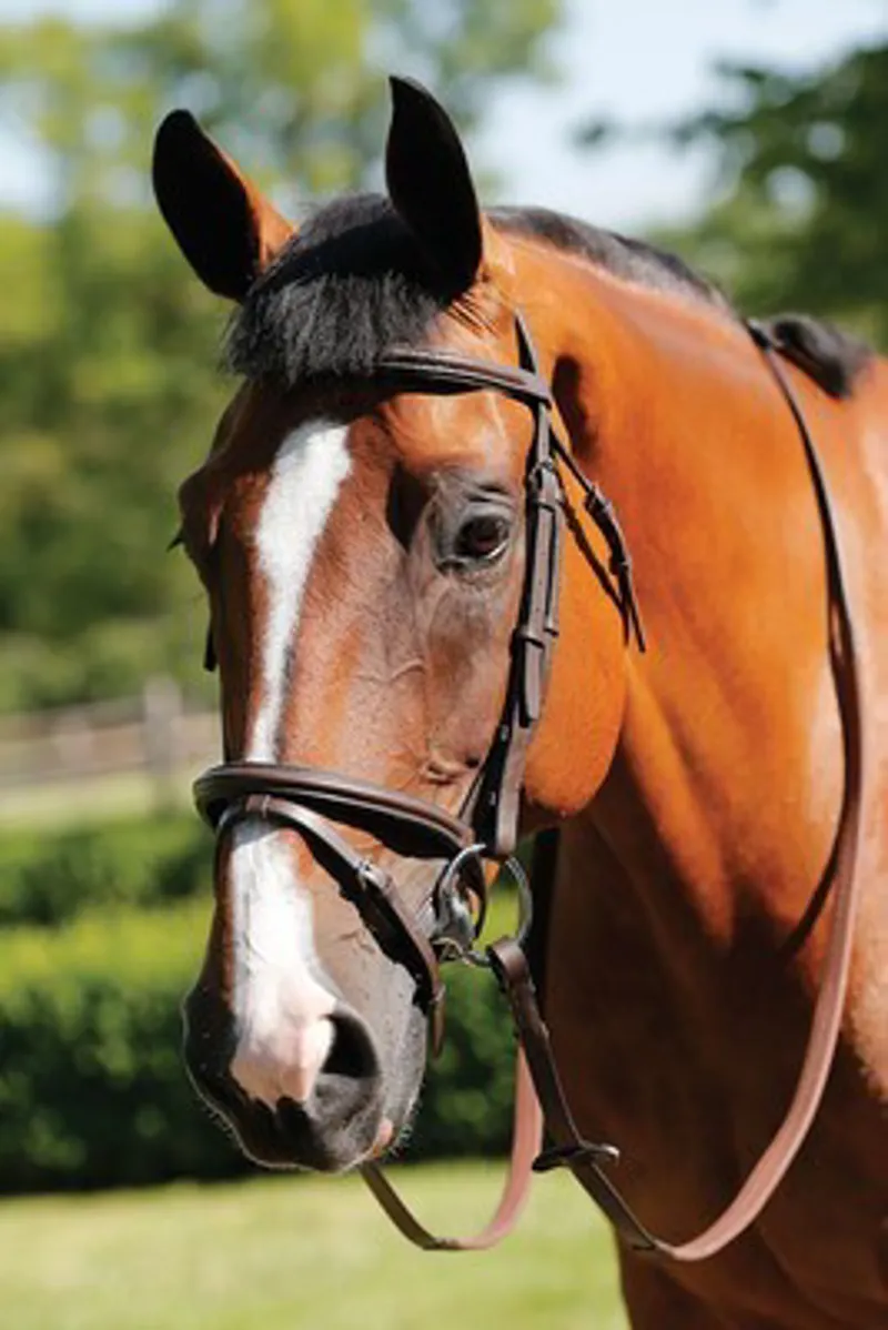 JHL Flash Bridle Black