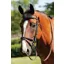 JHL Flash Bridle Brown