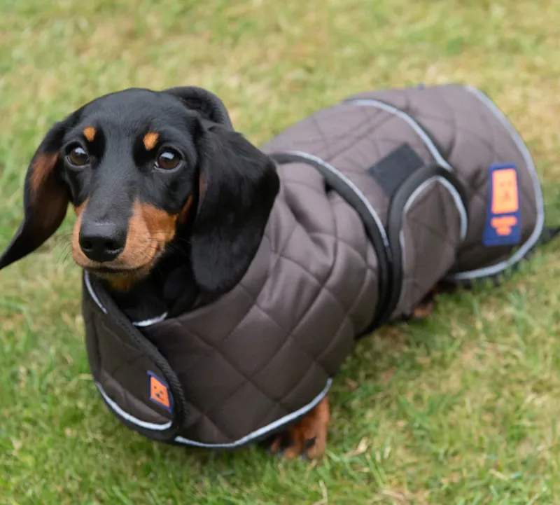 Thermal Harness Dachshund Quilted Coat Brown-1