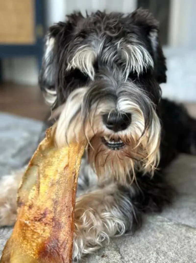 JR Pet Products Premium Moon Bone No actual Bone-1