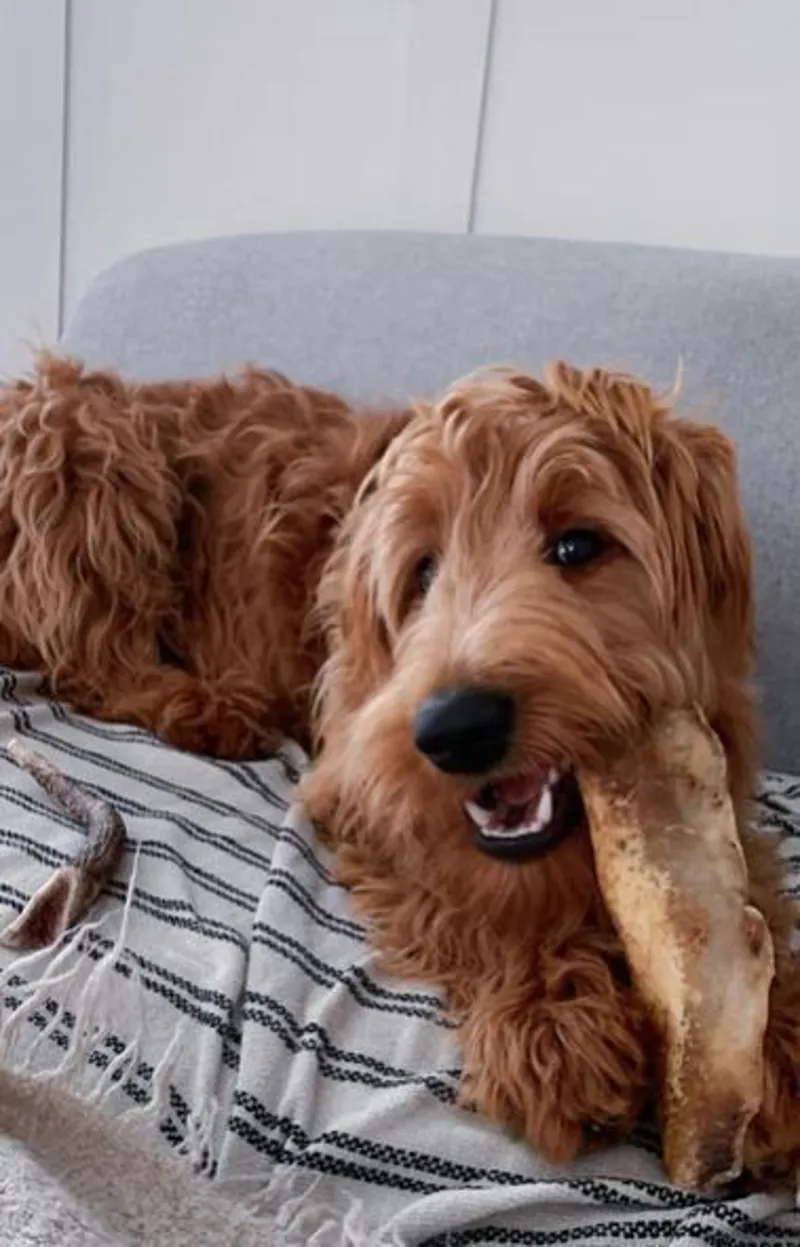 JR Pet Products Premium Moon Bone No actual Bone-2