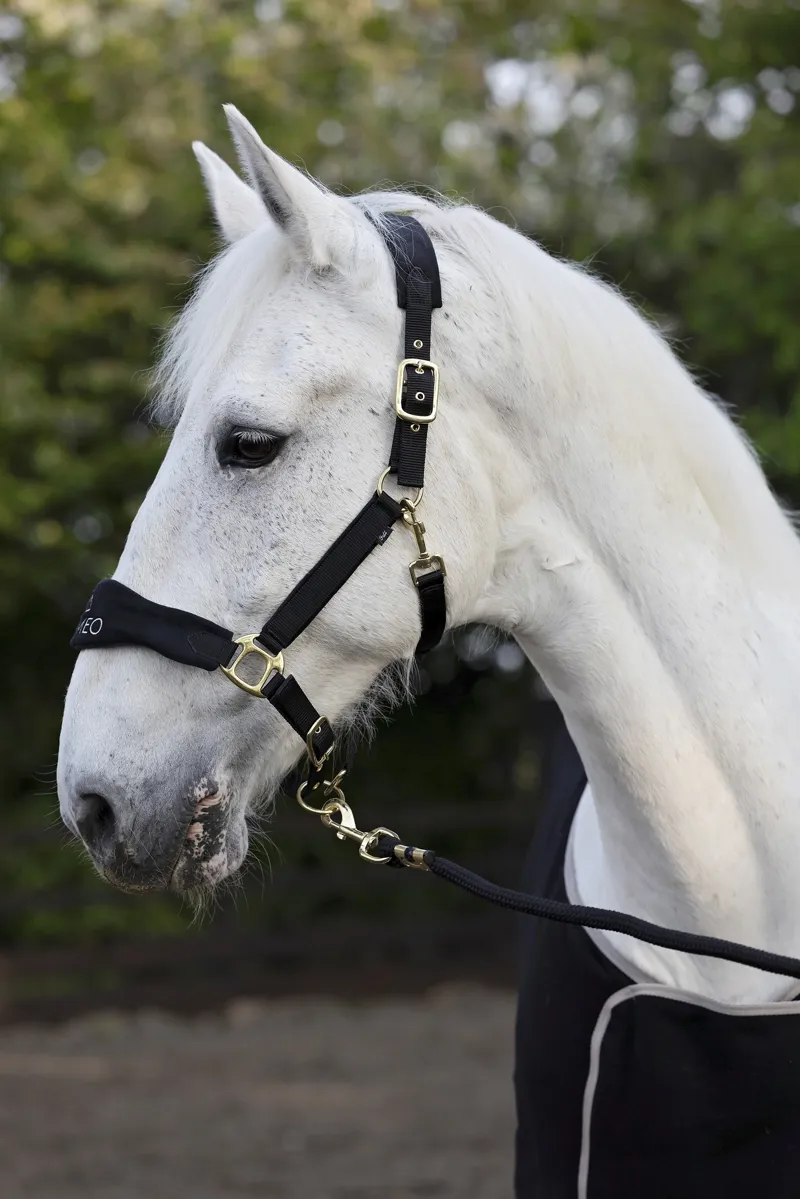 Suede Elite Headcollar and Leadrope Black Gold