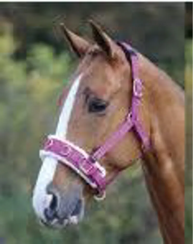 Shires Fleece Lunge Cavesson Full Pink