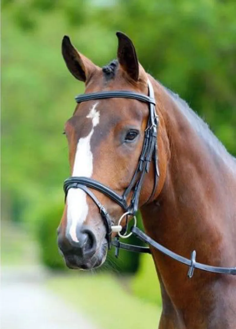 Bridleways Melton Padded Raised Flash Bridle Black