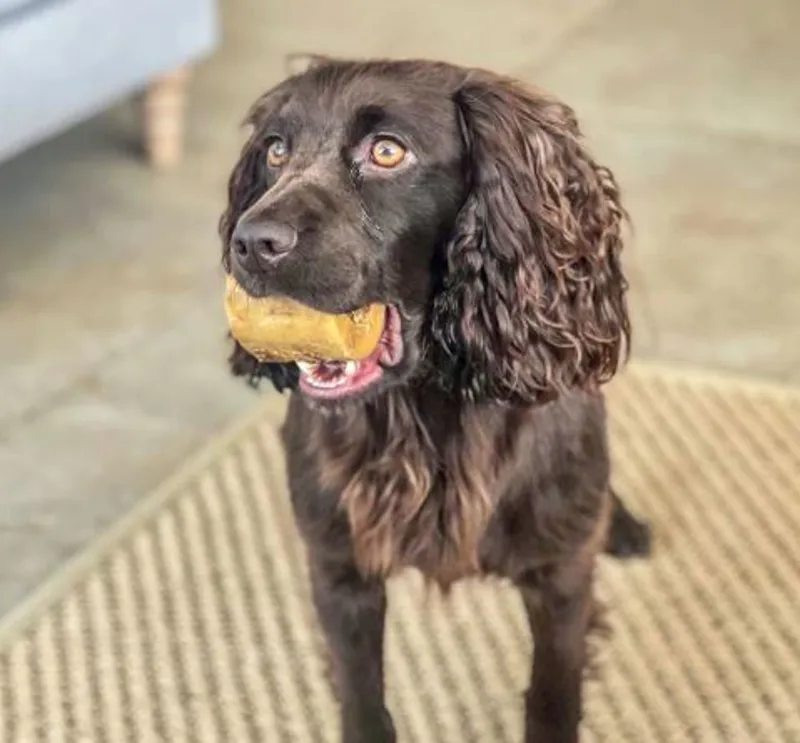 T. Forrest and Sons Mini Roasted Marrow Bone-2
