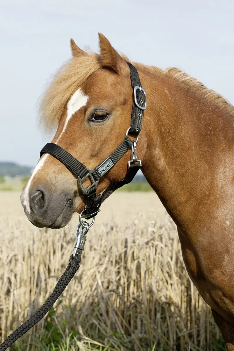 USG Everyday Headcollar Black
