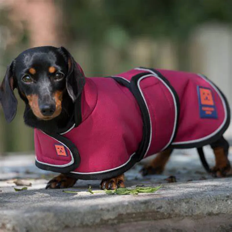Ginger Ted Dachshund Dog Coat