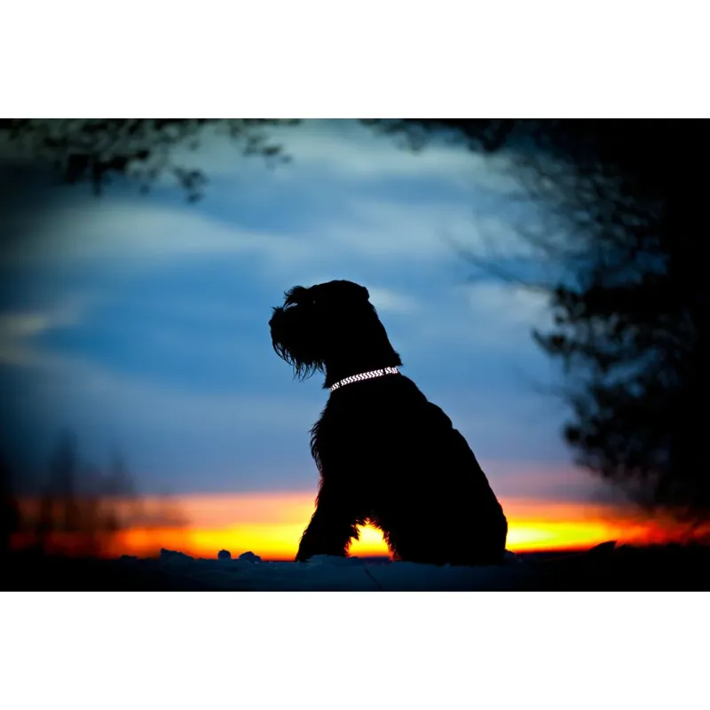 Red Dingo Dog Collar Reflective Ziggy Purple Extra Small only-3