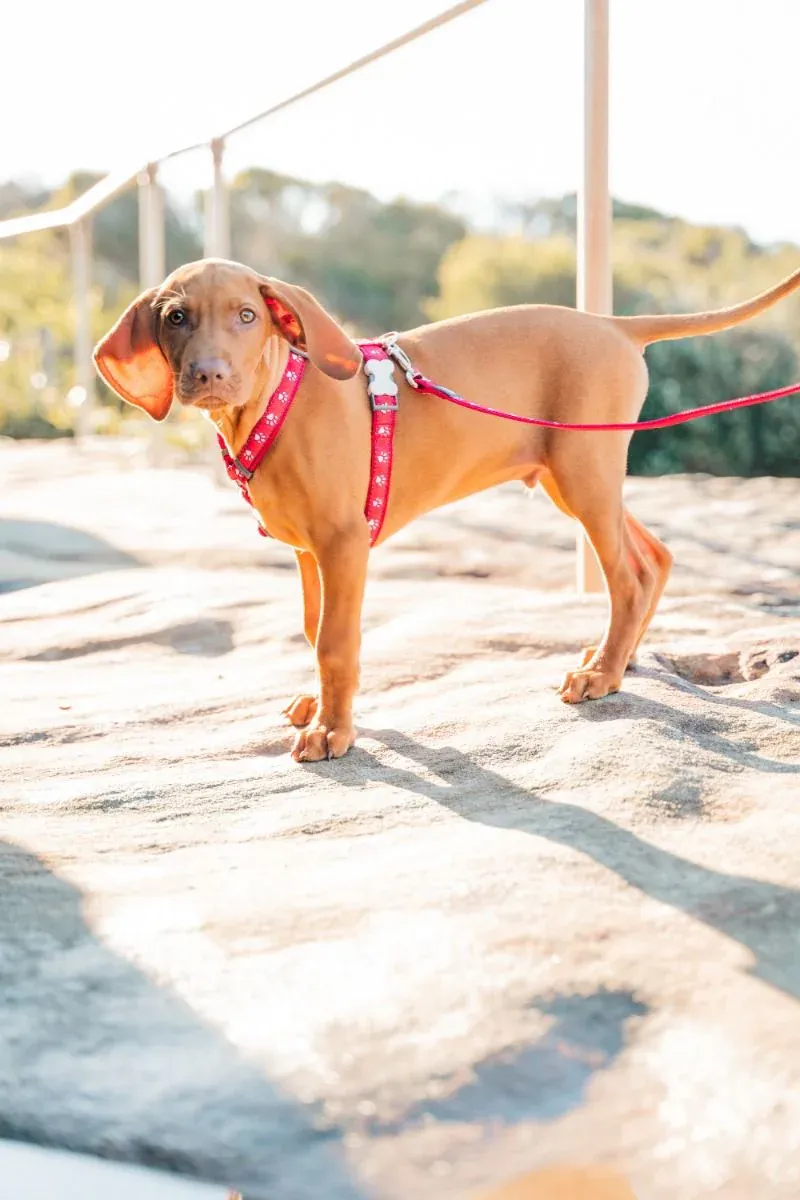 Red Dingo Dog Harness Desert Paws Red-3