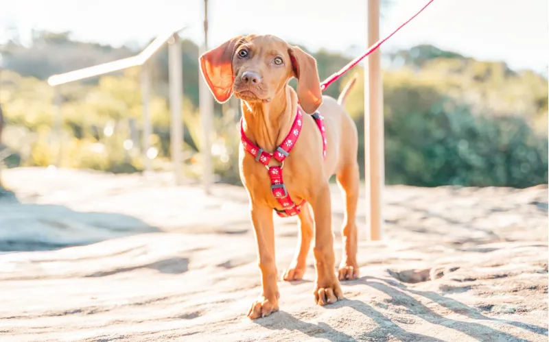 Red Dingo Dog Harness Desert Paws Red-2