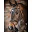 LeMiuex Kudos Competition Flash Bridle Havana