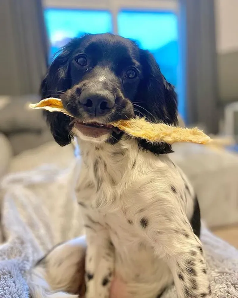 JR Pet Products Rabbit Ears with Hair 100g-1