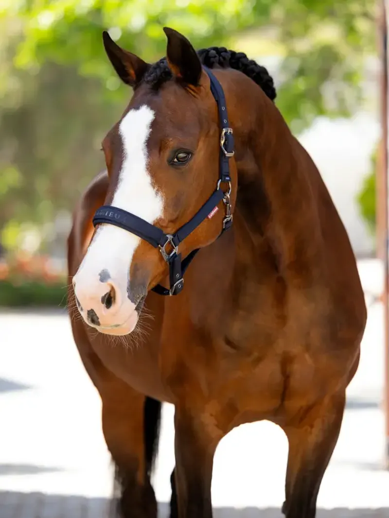 LeMieux Essence Headcollar Navy-1
