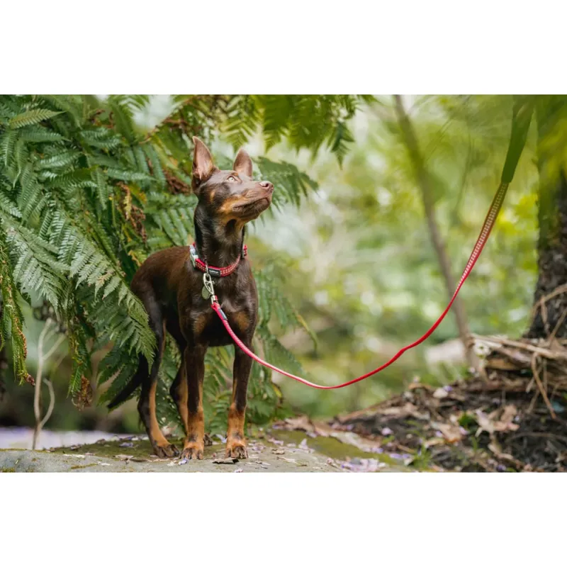 Red Dingo Dog Lead Reflective Bones Red-3