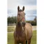 Norton Ethological Headcollar with reins Bitless bridle Brown