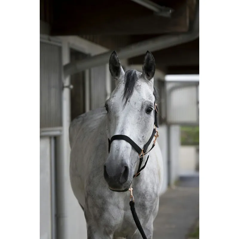 Norton Rose gold Headcollar and Lead Rope Black