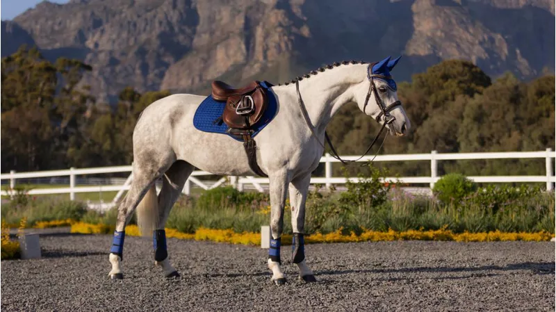 LeMieux Suede Close Contact Pad Benetton Blue-2