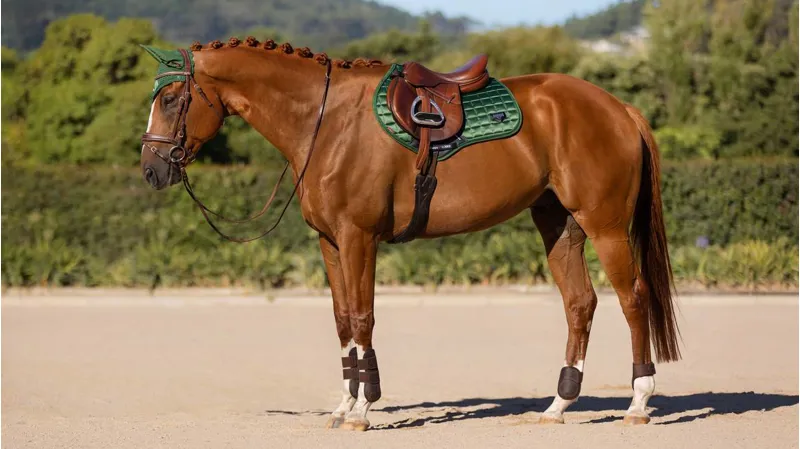 LeMieux Loire Classic Close Contact Pad Hunter Large-1