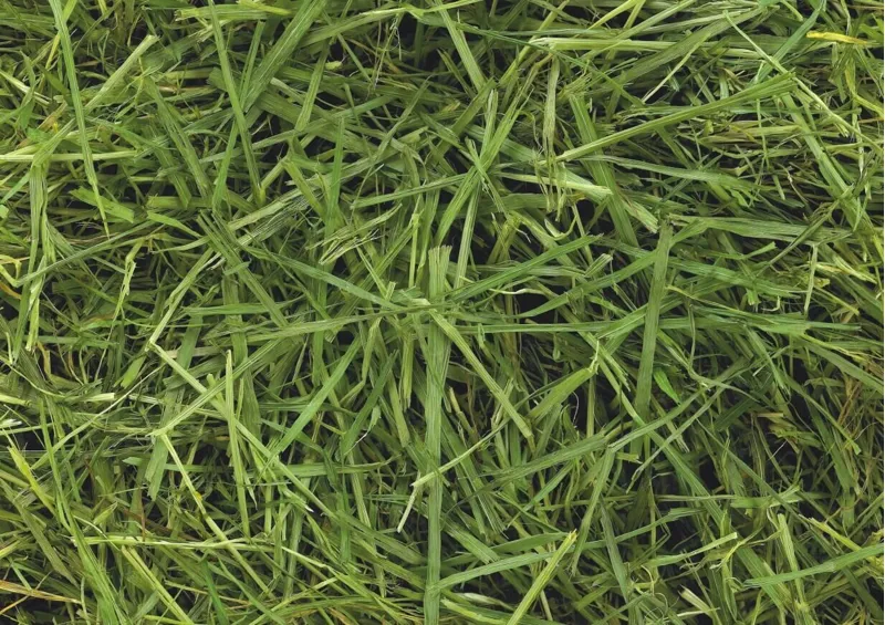 ReadiGrass15kg-1